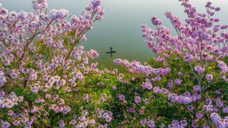 Đồi hoa kèn hồng tại hồ