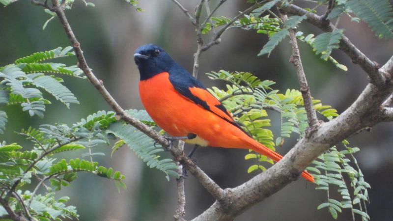 Các loài chim tại vườn quốc gia Yok Đôn