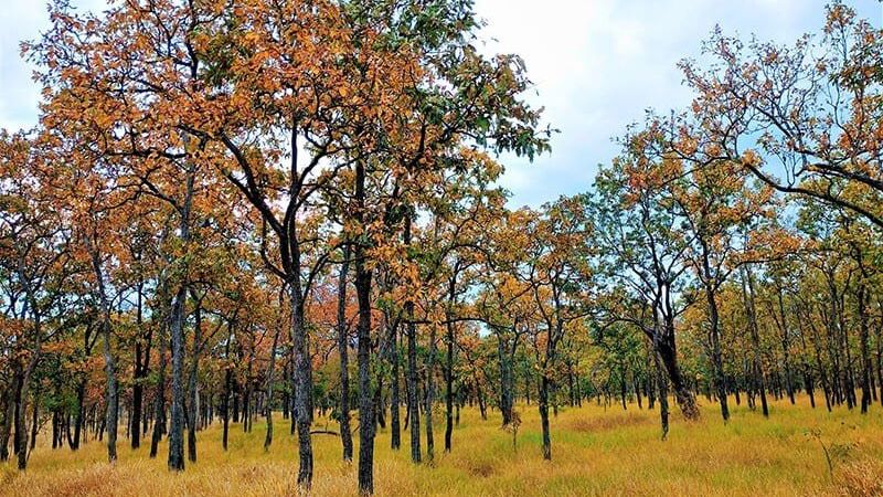 Thời điểm lý tưởng để du lịch vườn quốc gia Yok Đôn