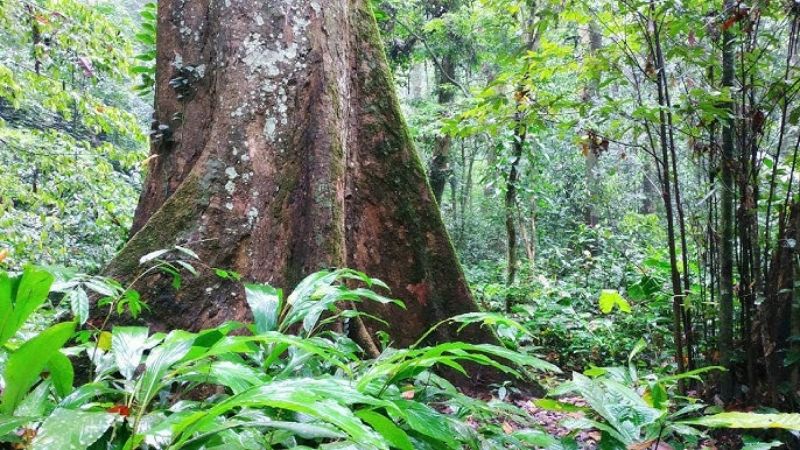 Hệ thực vật trong vườn quốc gia 