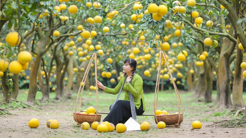 Bưởi Diễn Hà Nội