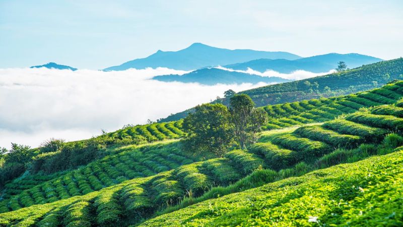 Đồi chè Tâm Châu