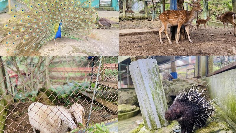 Tham quan vườn thú Ao Vua