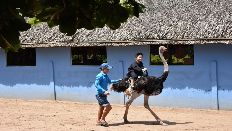 Hoạt động cưỡi đà điểu tại Khu du lịch Vinh Sang