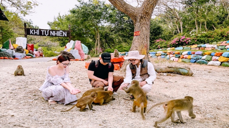 Đảo khỉ là nơi sinh sống của hơn 1.200 chú khỉ sống tự nhiên trong các cánh rừng nguyên sinh