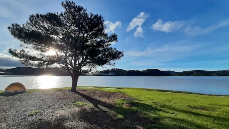 Cây thông này đứng trơ trụi một mình giữa một cánh đồng cỏ rộng lớn, phía trước là mặt hồ Suối Vàng