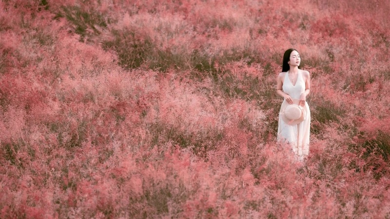 Đồi Cỏ Hồng đẹp nhất vào khoảng tháng 11 và 12 hàng năm