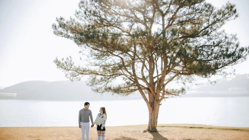 Cây thông cô đơn tọa lạc tại Khu cắm trại Sơn Thủy, bên bờ hồ Suối Vàng, xã Lát, huyện Lạc Dương, tỉnh Lâm Đồng