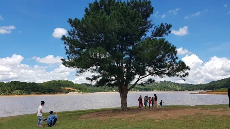 Du khách check-in sống ảo tại cây thông Đà Lạt