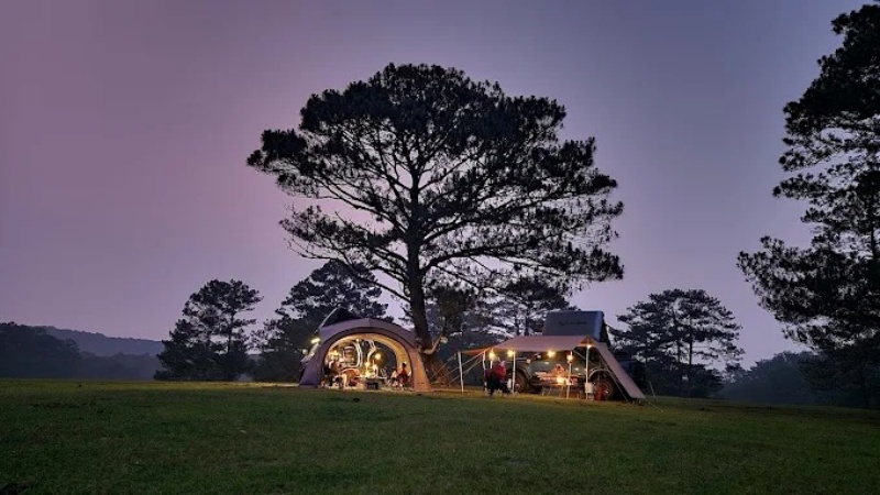 Trải nghiệm cắm trại qua đêm tại cây thông cô đơn