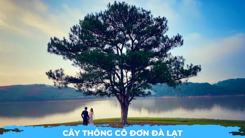 Cây thông cô đơn Đà Lạt