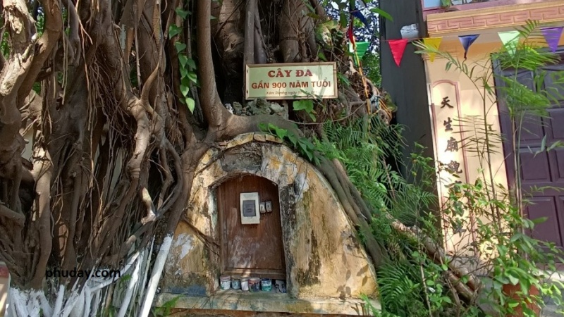 Trong khuôn viên đền có một gốc đa cổ thụ được cho là đã hơn 800 năm tuổi