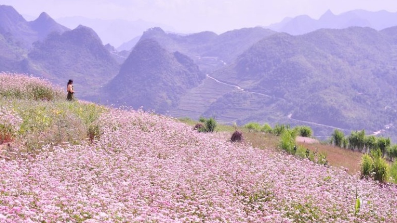 M&ugrave;a hoa Tam Gi&aacute;c Mạch tại H&agrave; Giang thường bắt đầu từ th&aacute;ng 10 v&agrave; k&eacute;o d&agrave;i đến th&aacute;ng 12 h&agrave;ng năm