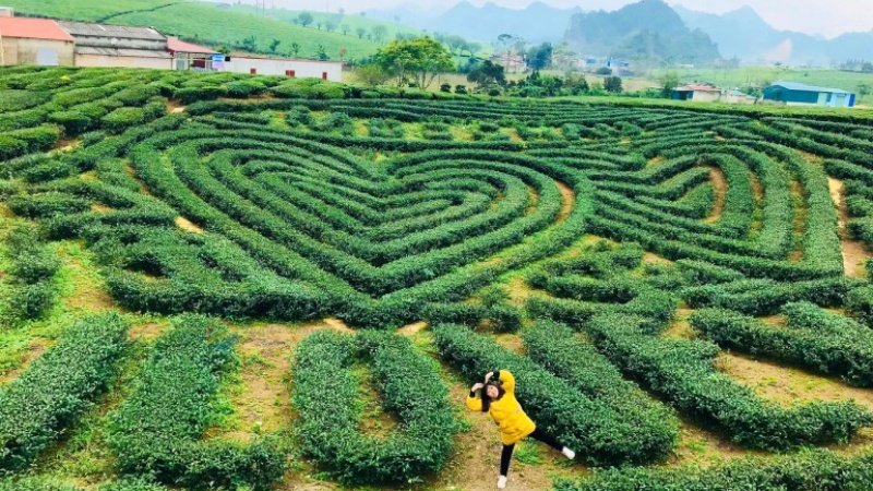 Đồi ch&egrave; Tr&aacute;i tim Mộc Ch&acirc;u l&agrave; một điểm tham quan du lịch sinh th&aacute;i nổi tiếng