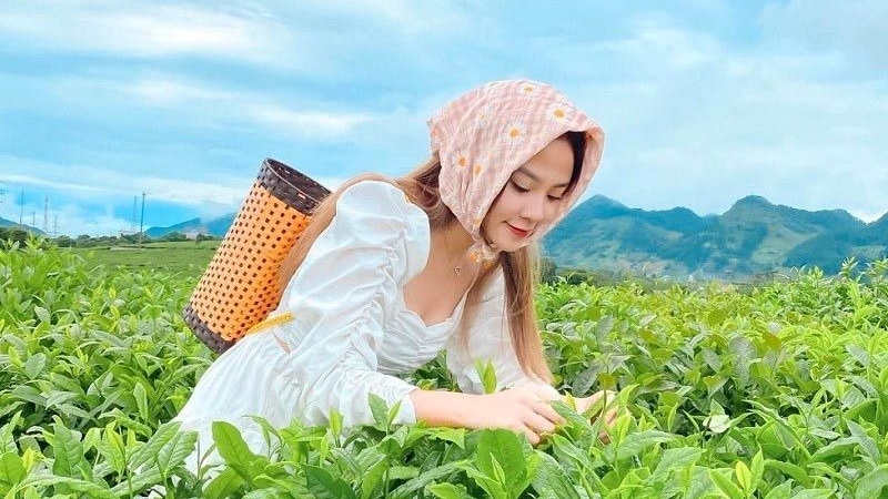 Trải nghiệm h&aacute;i ch&egrave; tại đồi ch&egrave; tr&aacute;i tim