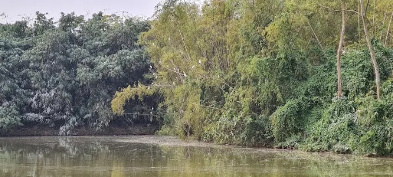 Th&aacute;ng 4 đến th&aacute;ng 9 h&agrave;ng năm c&ograve; tập trung về Đồi c&ograve; Ngọc Nhị rất đ&ocirc;ng