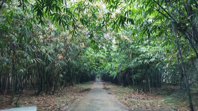 Đồi c&ograve; Ngọc Nhị l&agrave; một khu sinh th&aacute;i tự nhi&ecirc;n nổi tiếng nằm tại huyện Ba V&igrave;, H&agrave; Nội