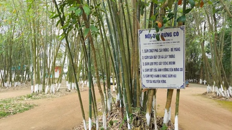 Với diện t&iacute;ch hơn 12 ha, khu đồi được bao phủ bởi những rặng tre gi&agrave; cao v&uacute;t, đan xen nhau&nbsp;