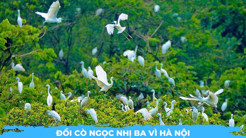 Đồi cò Ngọc Nhị Ba Vì Hà Nội