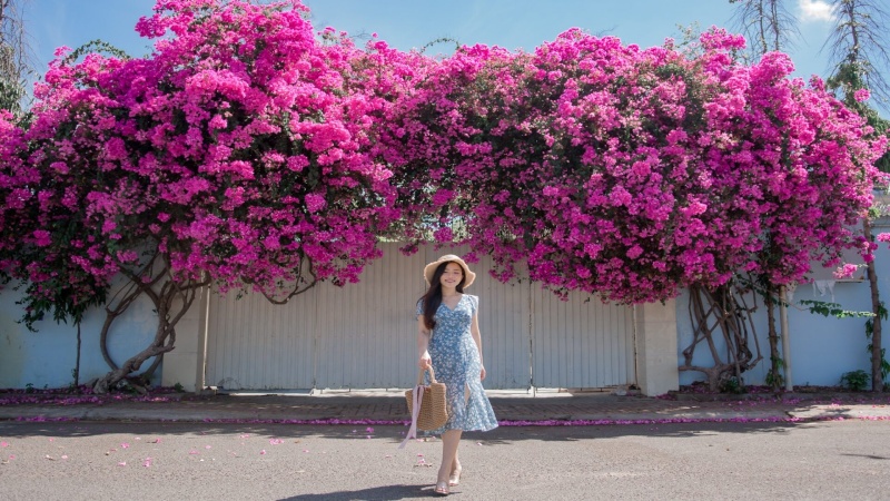 C&agrave;ng đi l&ecirc;n cao n&uacute;i Viba Vũng T&agrave;u, bạn sẽ thấy những gi&agrave;n hoa giấy được trồng ở ven đường&nbsp;