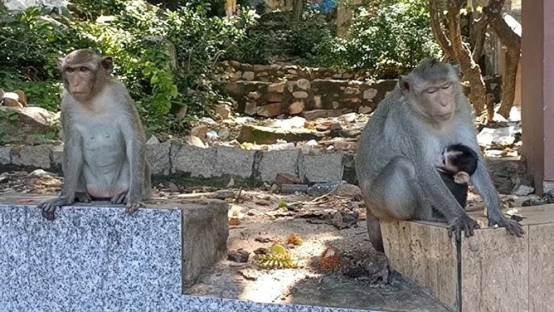 Khoảng lưng chừng n&uacute;i Viba Vũng T&agrave;u, tr&ecirc;n cung đường Vi Ba c&oacute; h&agrave;ng trăm con khỉ sống
