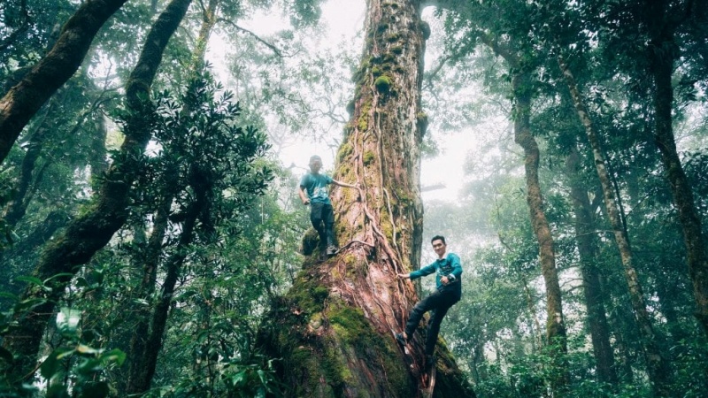 Cây Pơ Mu 1300 tuổi cần 5-6 người lớn dang tay mới ôm xuể