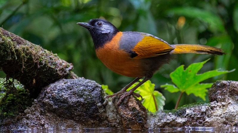 Vườn quốc gia Bidoup Núi Bà sở hữu hệ động vật phong phú