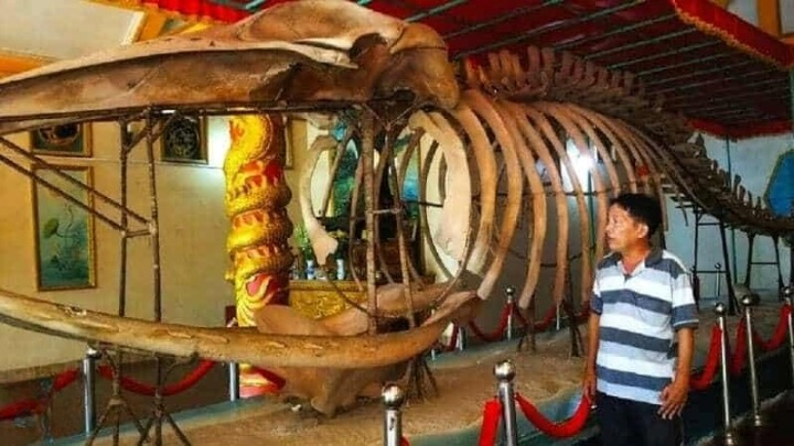 Bộ xương cá voi khổng lồ dài tới 12m tại Lăng Ông Thủy Tướng