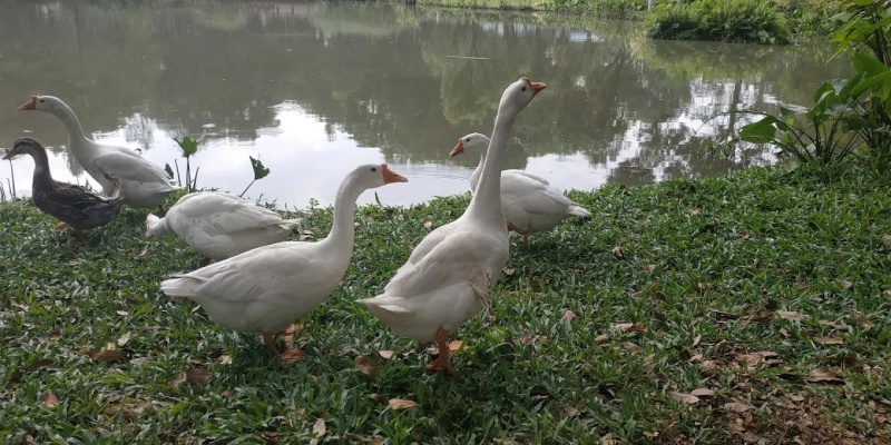 Đàn ngỗng trắng hay xuất hiện tại gần bờ hồ công viên Celadon