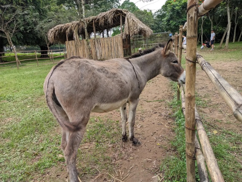 Khám phá khu trang trại thu nhỏ tại Công viên Hồ Thiên Nga Ecopark với nhiều động vật thú vị