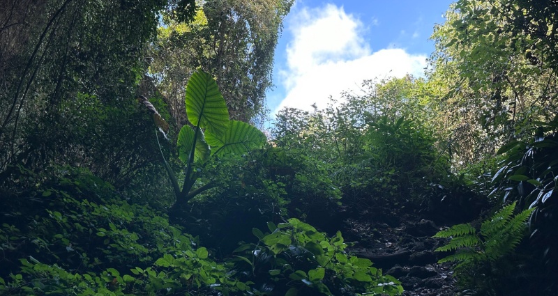 Núi lửa Chư Bluk: Kinh nghiệm trekking & khám phá hang động 12 Núi lửa Chư Bluk