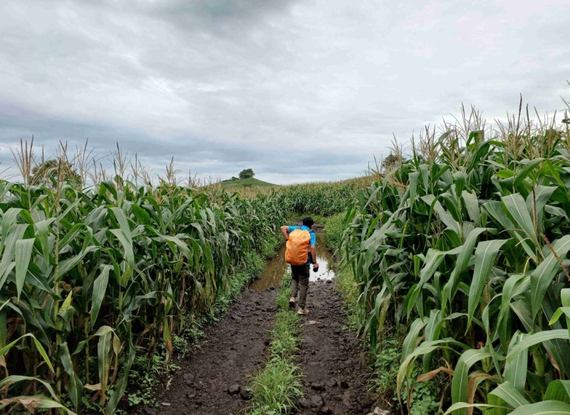 Núi lửa Chư Bluk: Kinh nghiệm trekking & khám phá hang động 5 Con đường đến hang núi lửa Chư Bluk phải băng qua những rẫy ngô bạt ngàn của người dân địa phương