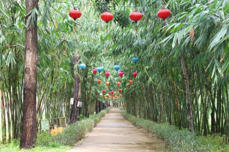 Khu sinh thái Rừng Hà Gia sở hữu không gian xanh rộng lớn với những hàng tre độc đáo