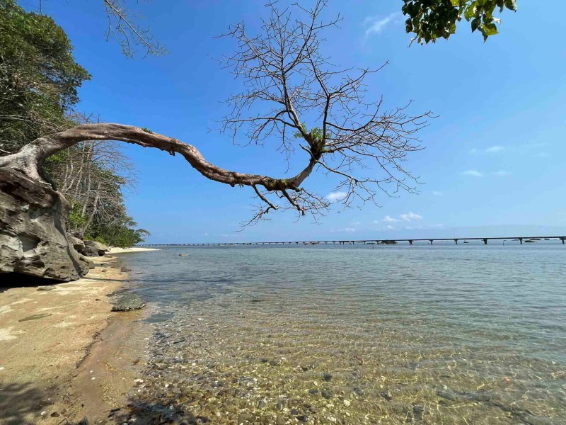 Thân cây cổ thụ mọc trên đá uốn lượn, nghiêng hẳn ra mặt nước, tạo nên một khung cảnh vừa kỳ vĩ vừa cô liêu giữa đất trời