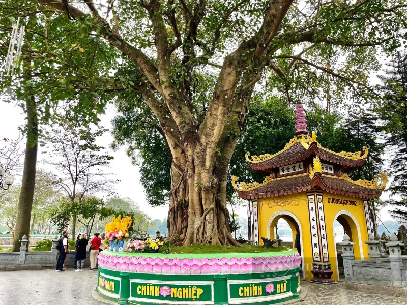 Cây bồ đề được chiết từ cây Đại Bồ Đề Đạo Tràng Ấn Độ, do Tổng thống Ấn Độ trao tặng