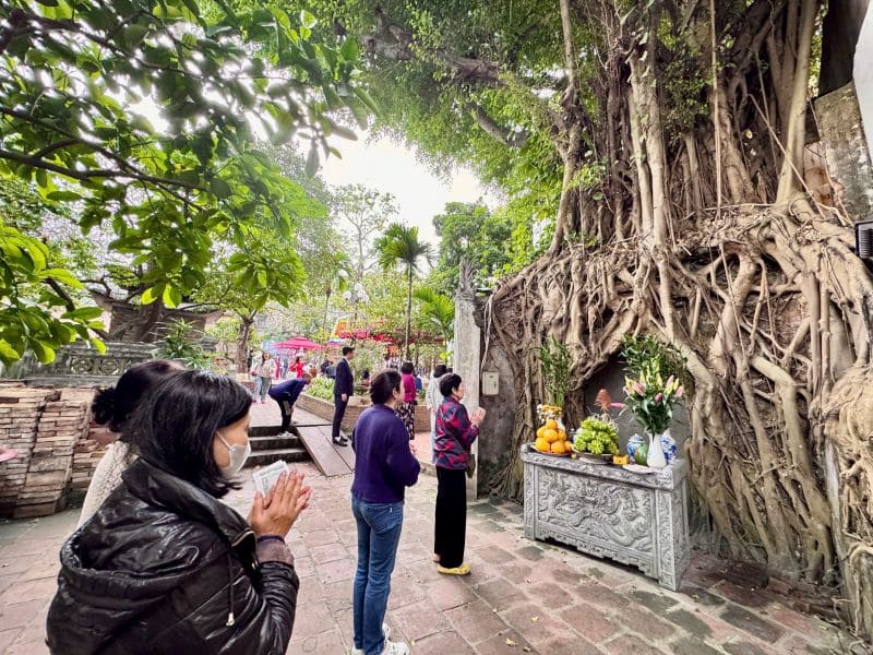 Tấm bia đá cổ tại đền Kim Liên được ôm trọn bởi bộ rễ vững chãi của một cây si cổ thụ